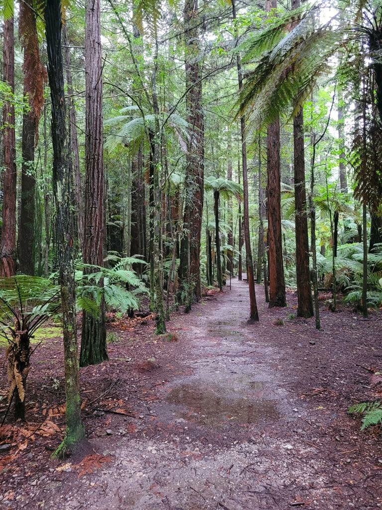 Redwoods Walk in Rotorua