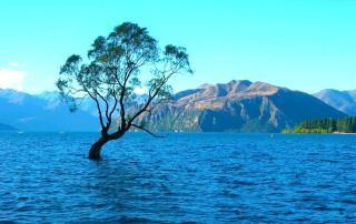 Wanaka Tree: Der berühmteste Baum Neuseelands