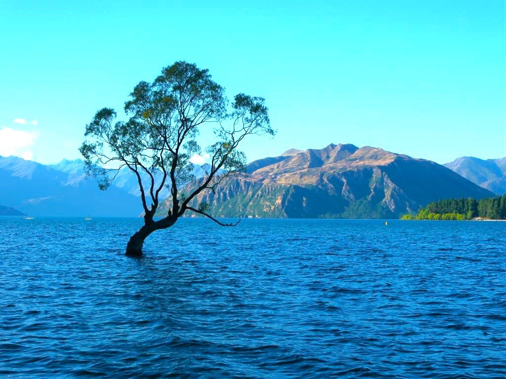 Wanaka Tree: Der berühmteste Baum Neuseelands