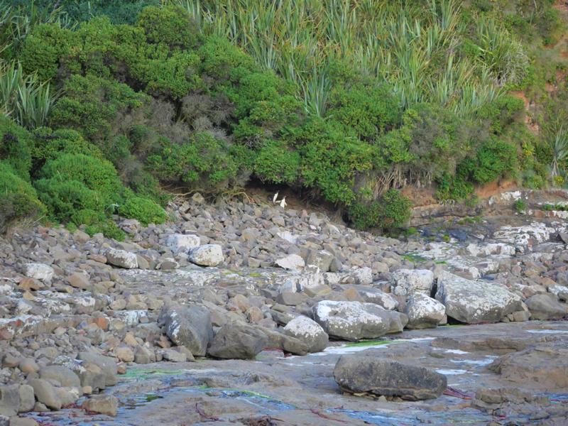 Neuseeland-Pinguine in der Curio Bay