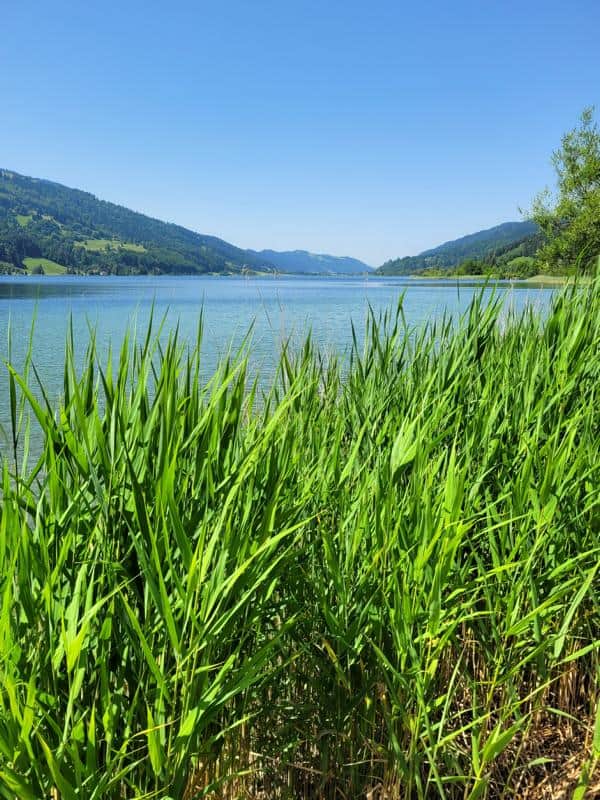 Wanderung um den Alpsee