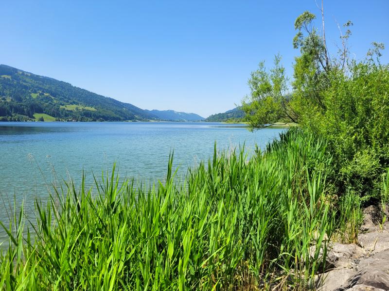 Schilf am Rundweg um den Großen Alpsee: