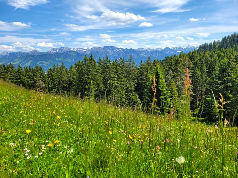 Blumenwiese auf dem Ofterschwanger Horn