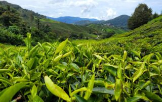 Cameron Highlands in Malaysia