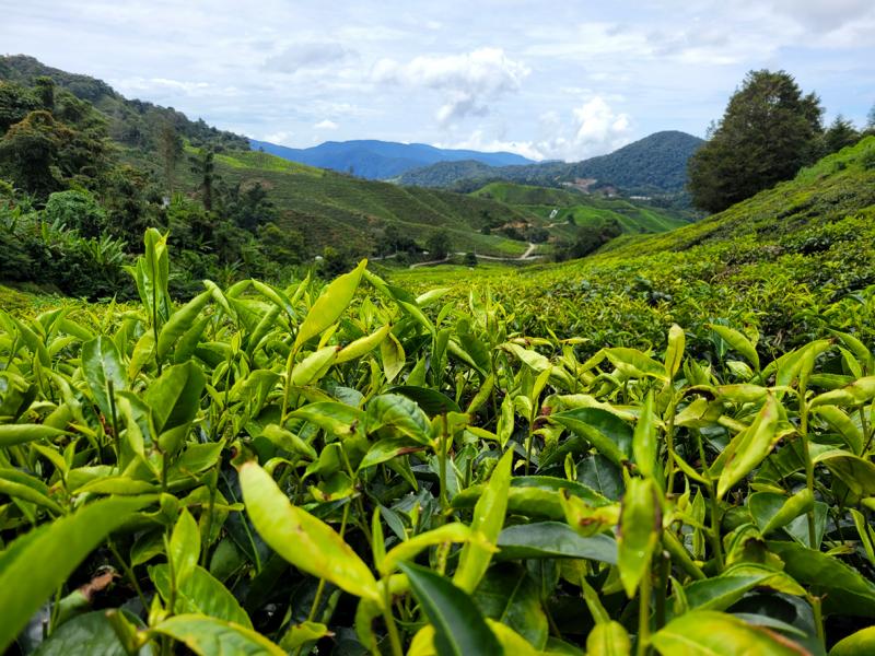 Cameron Highlands in Malaysia