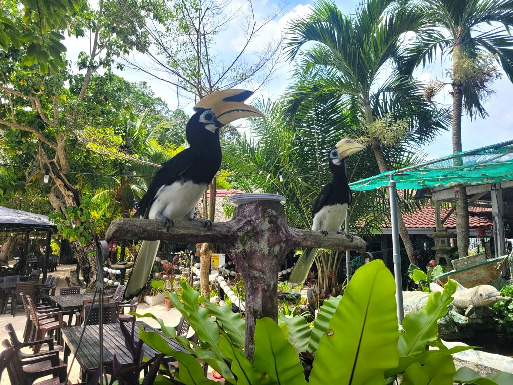 Nashornvögel auf Pulau Pangkor