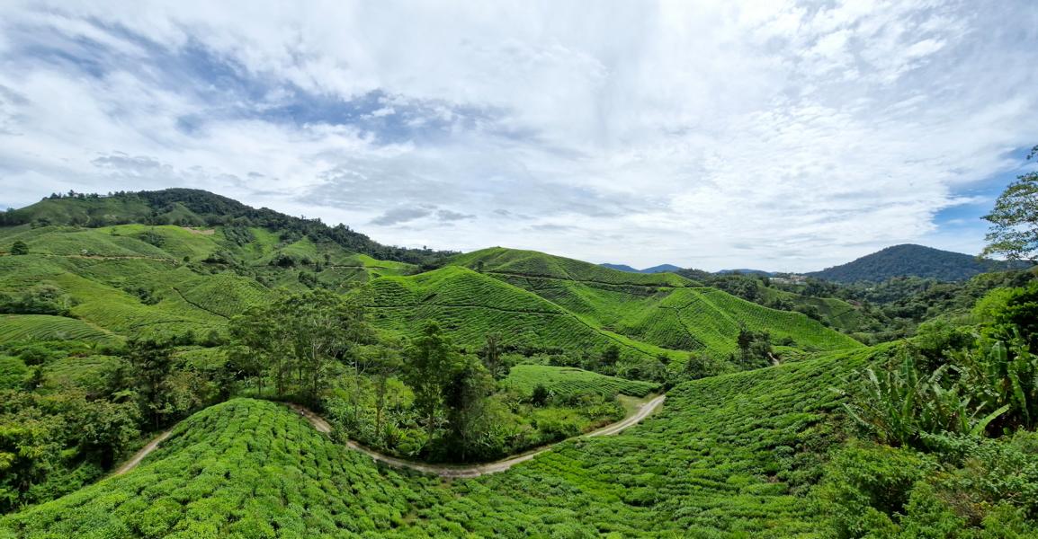 Ausblick von der BOH Teeplantage auf die Cameron Highlands