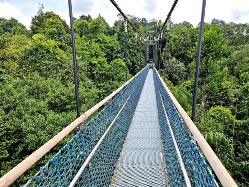 MacRitchie Treetop Walk in Singapur