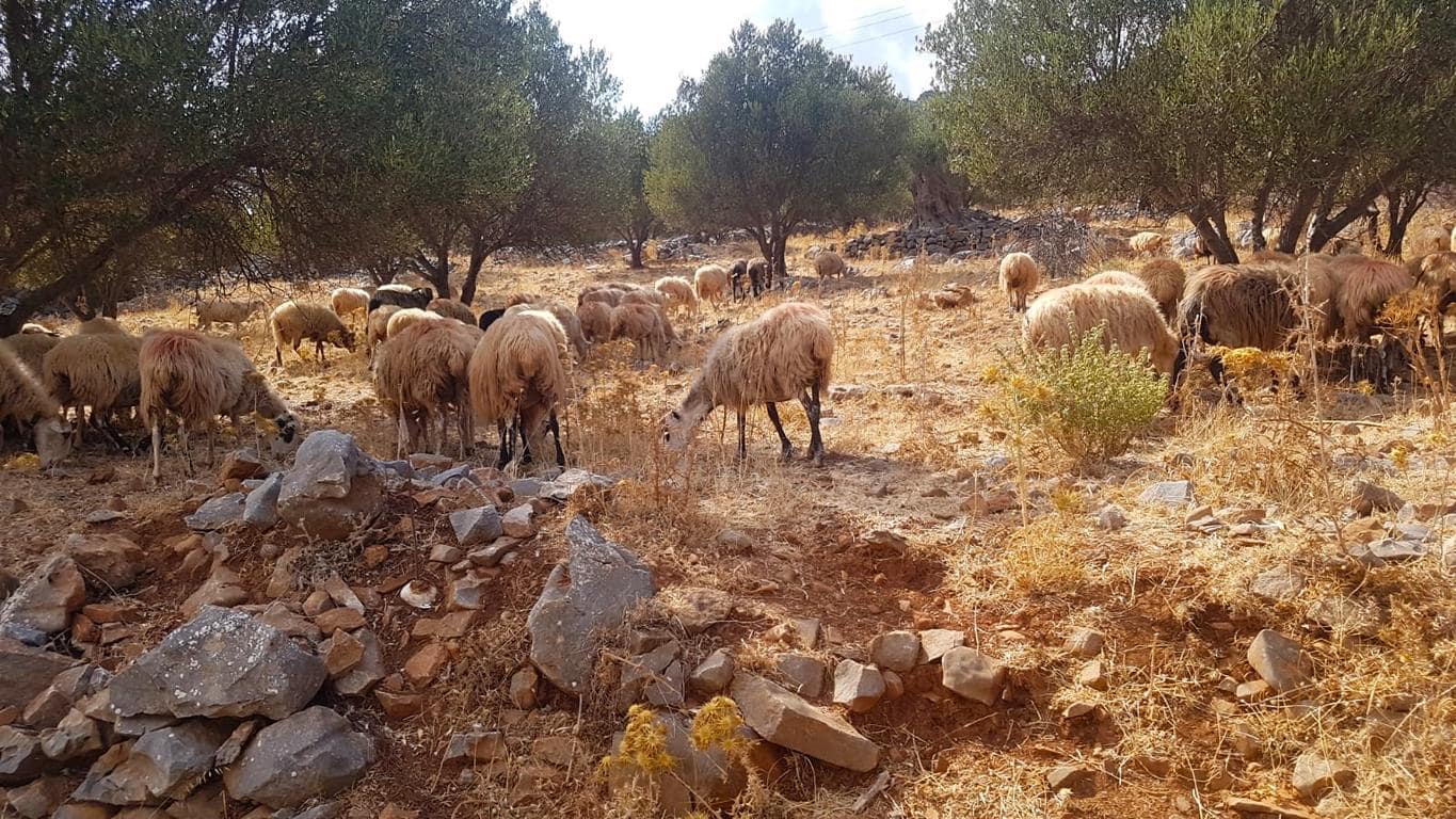 Schafe beim Autofahren auf Kreta