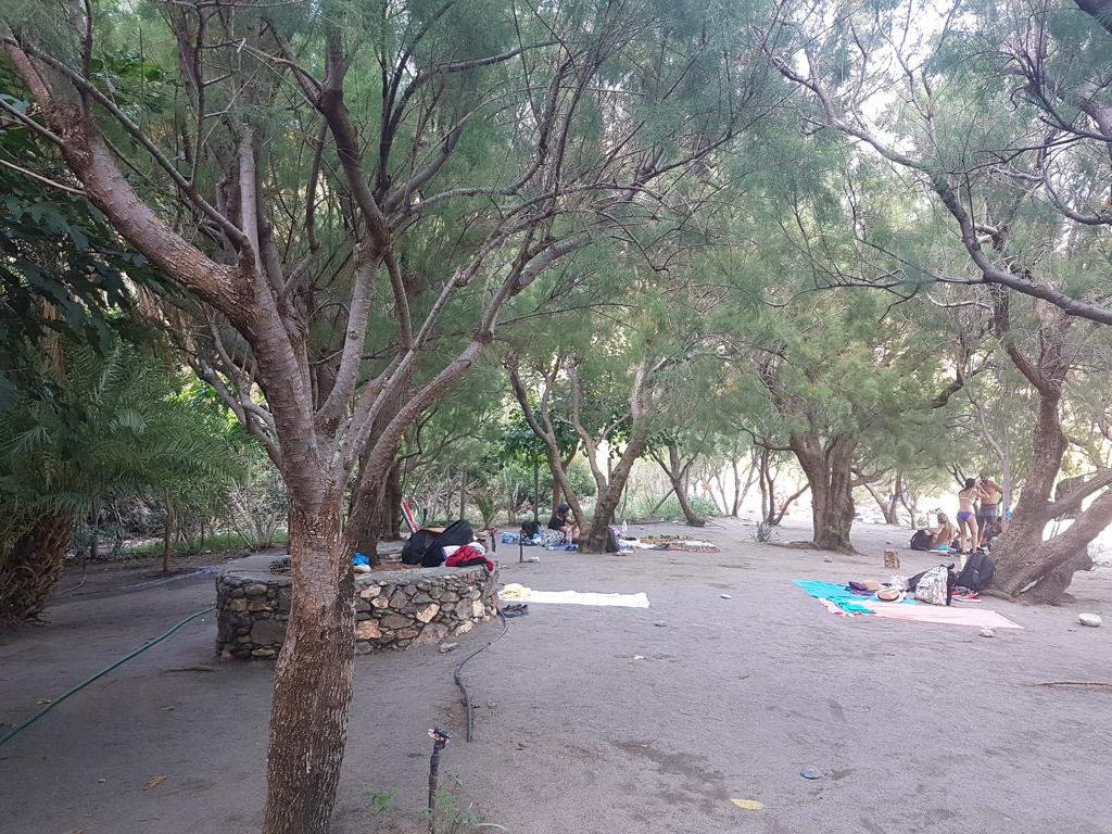 Palmen am Palmenstrand von Preveli auf Kreta