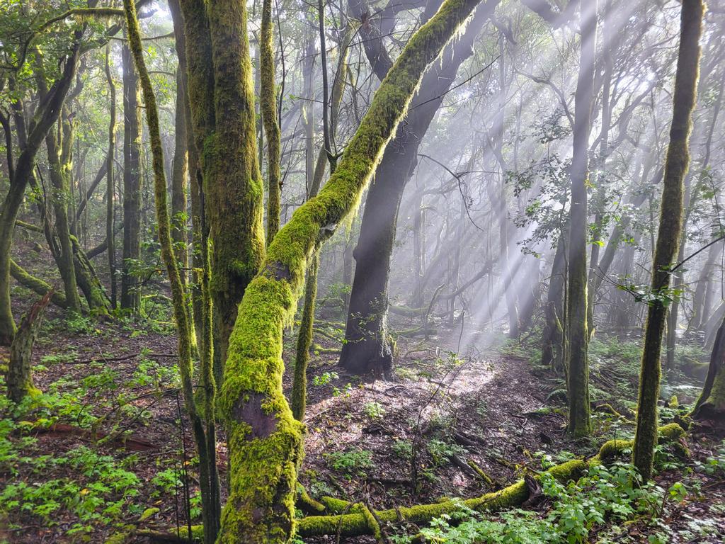 Wunderschöner Lichteinfall im Garajonay Nationalpark