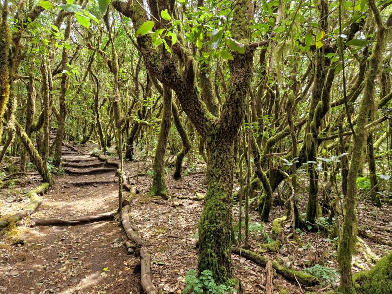 la-gomera-wandern-nationalpark La Gomera: wandern im Nationalpark