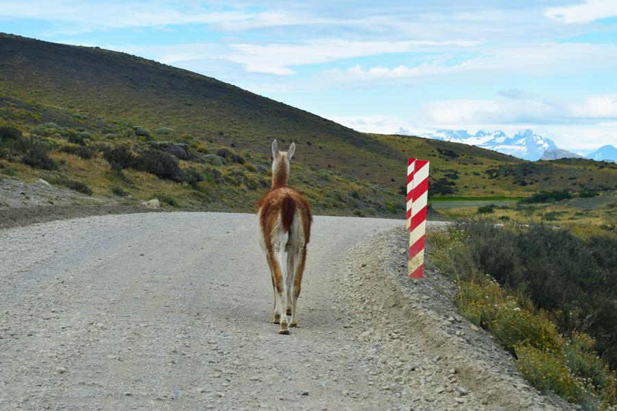guanako-patagonien Guanako auf Straße