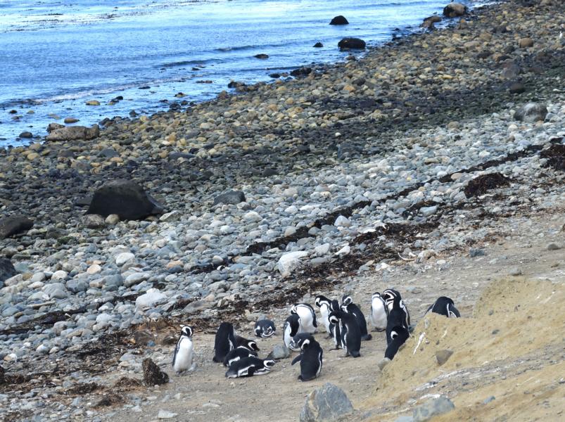 isla-magdalena-bootstour Pinguine bei der Patagonien-Reise entdecken
