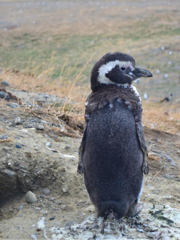 pinguine-isla-magdalena Pinguin auf der Isla Magdalena