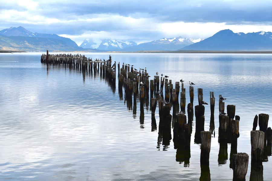 puerto-natales-kormorane Seeblick in Puerto Natales