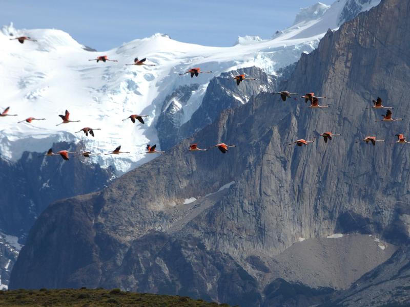 Flamingos im Torre del Paine Nationalpark