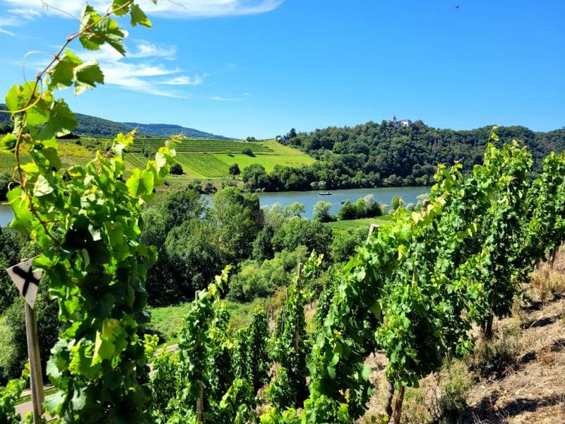Mosel-Panorama vom Jufferweg