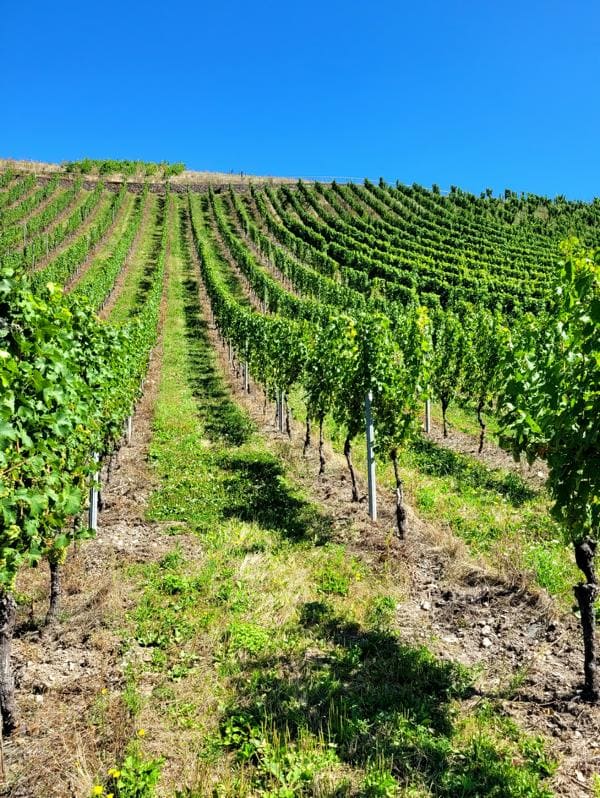 Inmitten der Weinberge an der Mosel