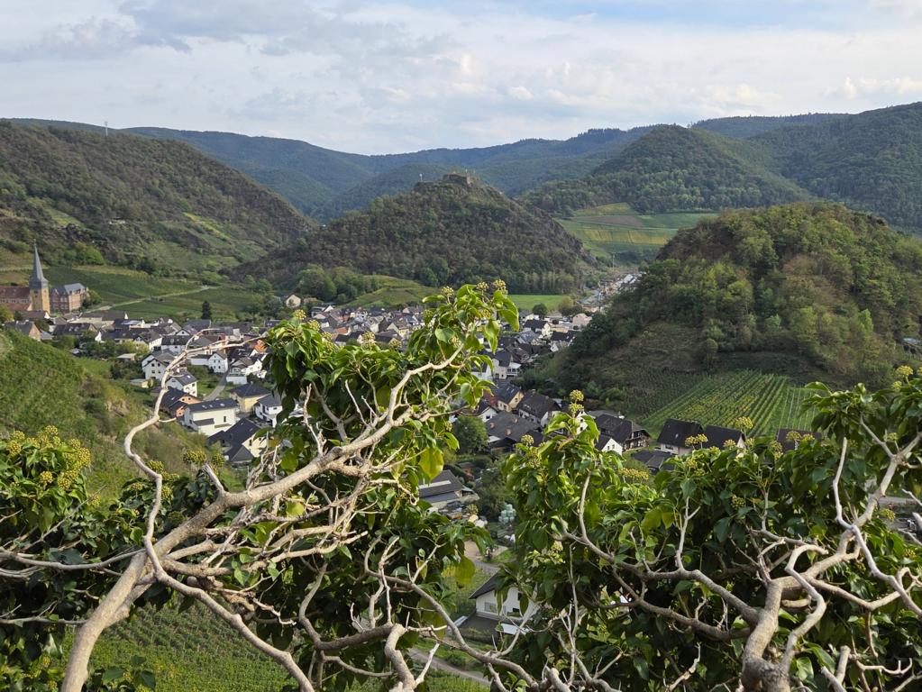 arthal-panorama Mayschoß im Ahrtal mit Saffenburg-Ruine