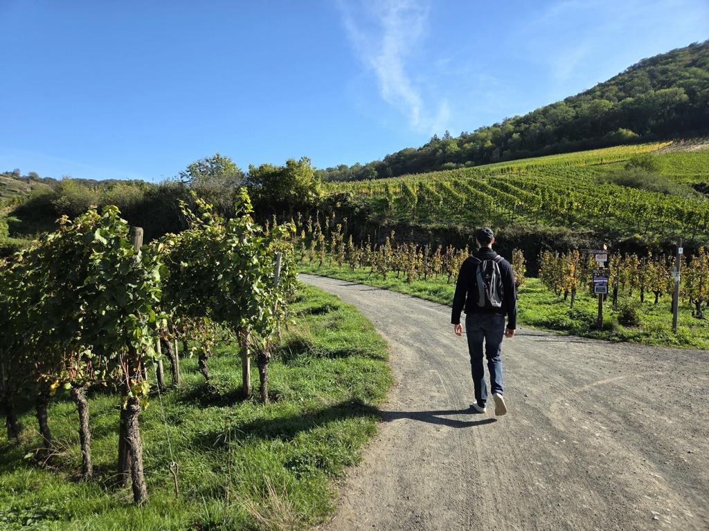 wanderung-ahrtal Rotweinwandern im Ahrtal