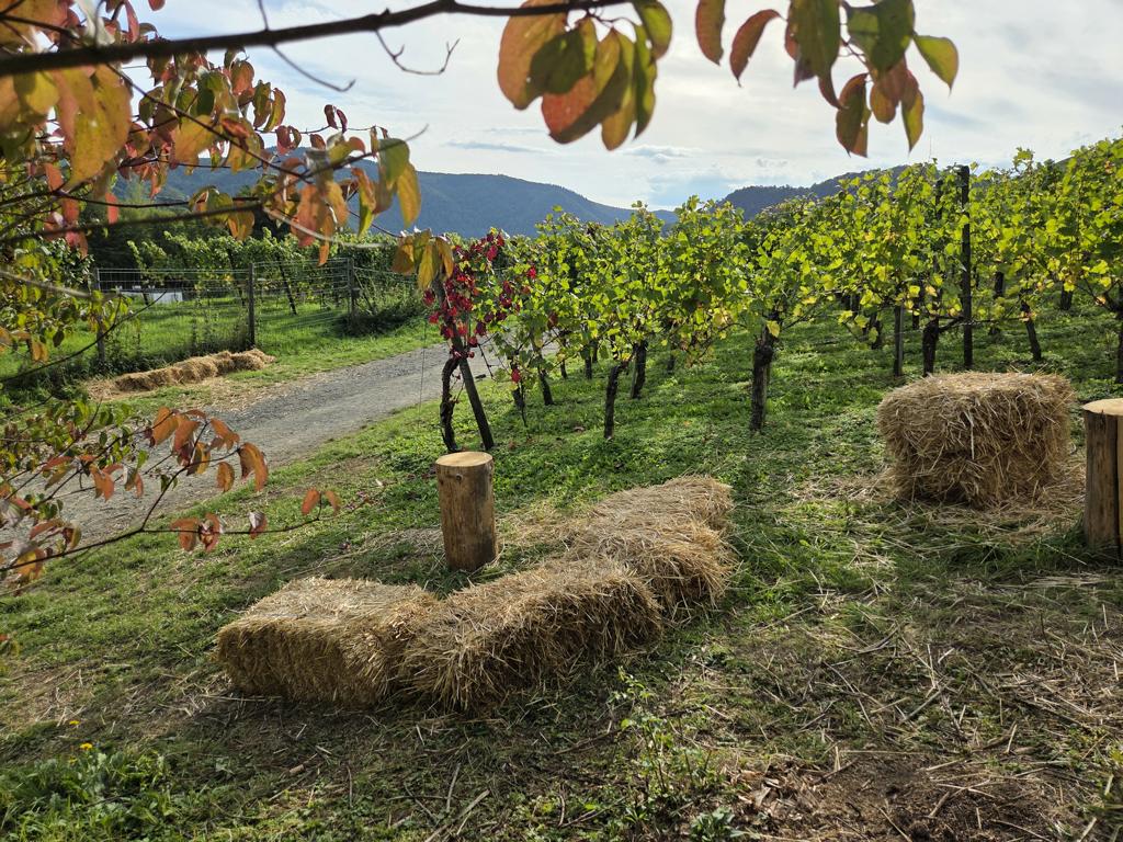 wanderweg-ahrtal-mayschoss Weinreben im Ahrtal