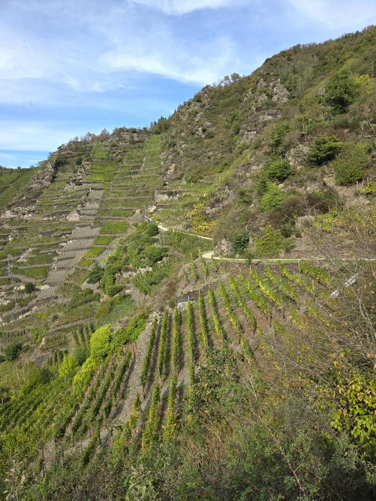 Weinreben: Terrassen