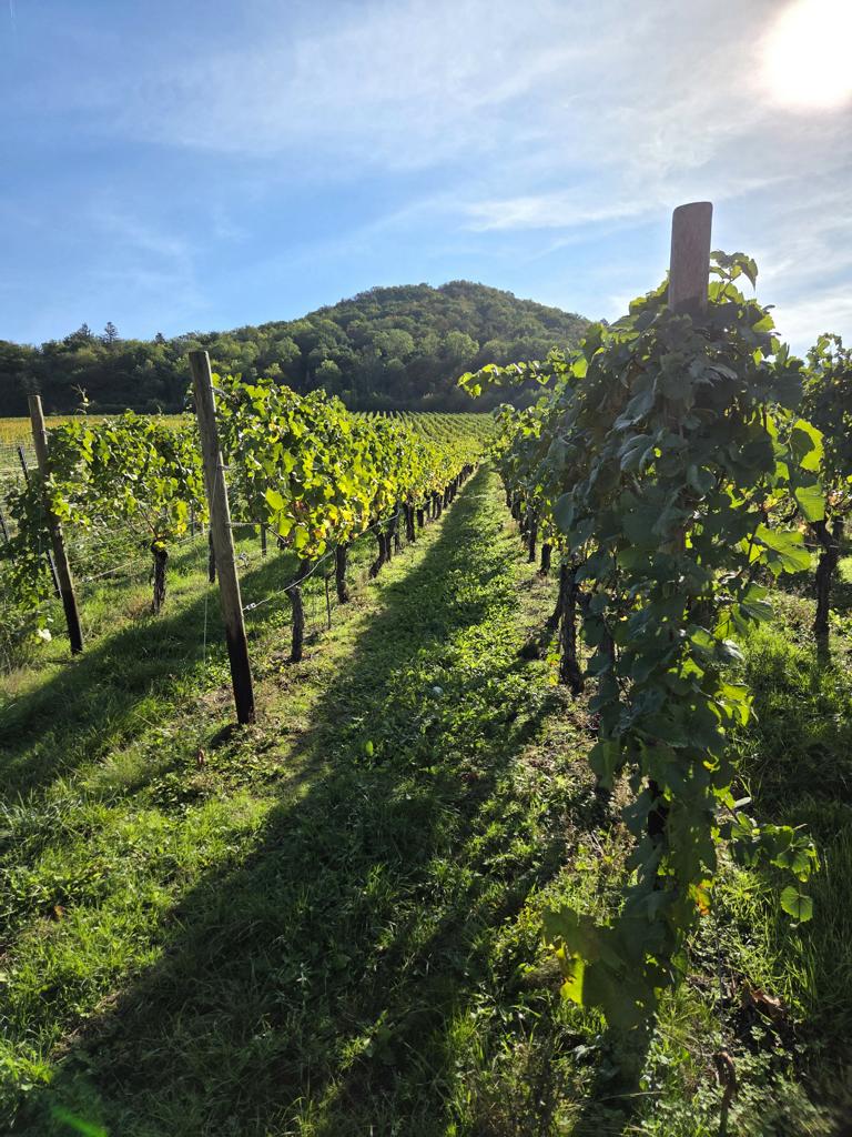 weinreben-wanderung-saffenburgrunde Weinreben im Ahrtal